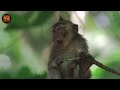 Most Incredible Yellow-Throated Marten Attacks Caught on Camera | Wild Animals