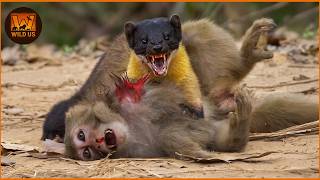 Most Incredible Yellow-Throated Marten Attacks Caught on Camera | Wild Animals