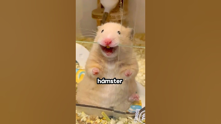El hámster consiguió su venganza 😡