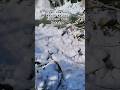 tanmarg jharna#ytshorts #viral #trending #YouTube short#kshmeer