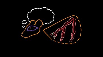 Science of Stall Catchers: Existing drug screening