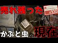 【命の重さ】ホームセンターで潰され、ひっくり返っていたカブトムシの幼虫の現在