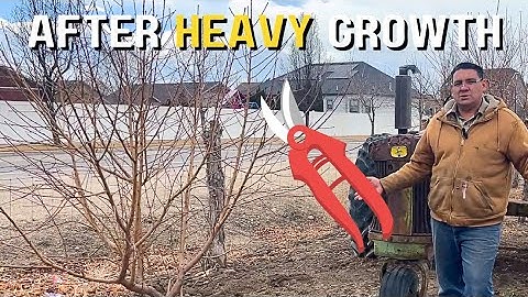 How To Prune a 3 Year Old Peach Tree, After Heavy Growth