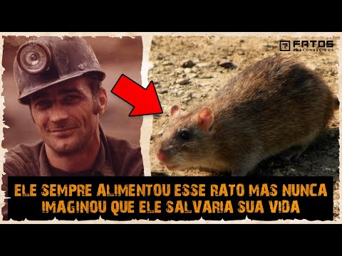 Vídeo: A Que Classe De Animais Pertence O Rato Almiscarado?
