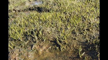 Identification of Brackish and Marine Aquatic Plants