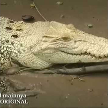 ASAL USUL MAYANGKORO ORIGINAL