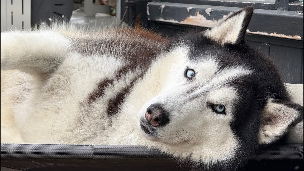 HUSKIES, LIVE! It’s a chill Friday over here and the vibes are IMMACULATE. Come hang out!