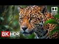 African Safari Wildlife | Relaxing Nature 4K HDR Cinematic