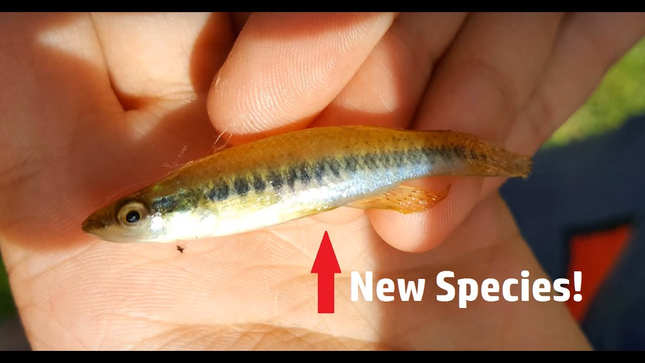 Outdated, How to micro fish!