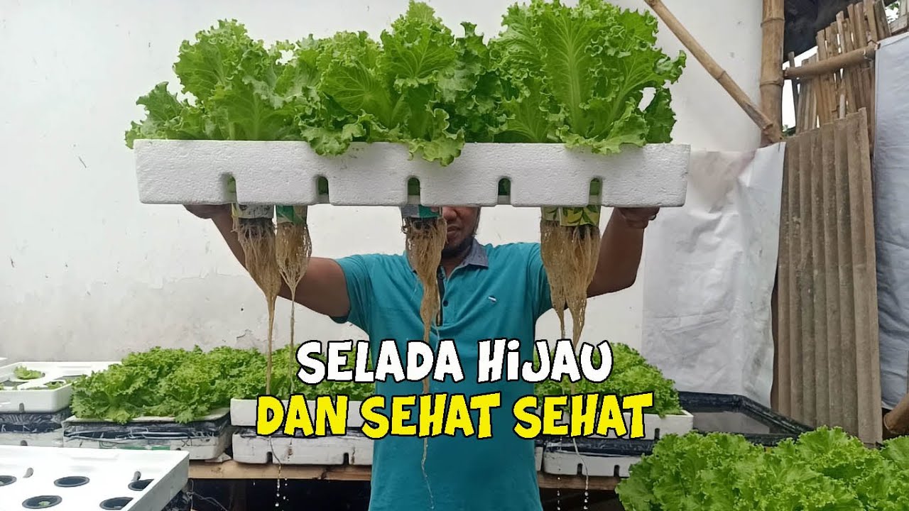 Cara Menanam Selada Hidroponik Yang Baik Dan Benar 