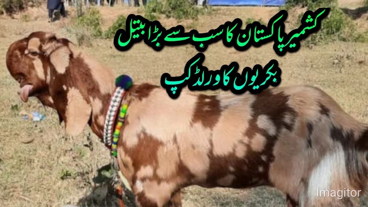 Biggest Beetal Goat World Cup Jungle Hotel Sarsubha Shah Kalar Syeda District Rawalpindi 
