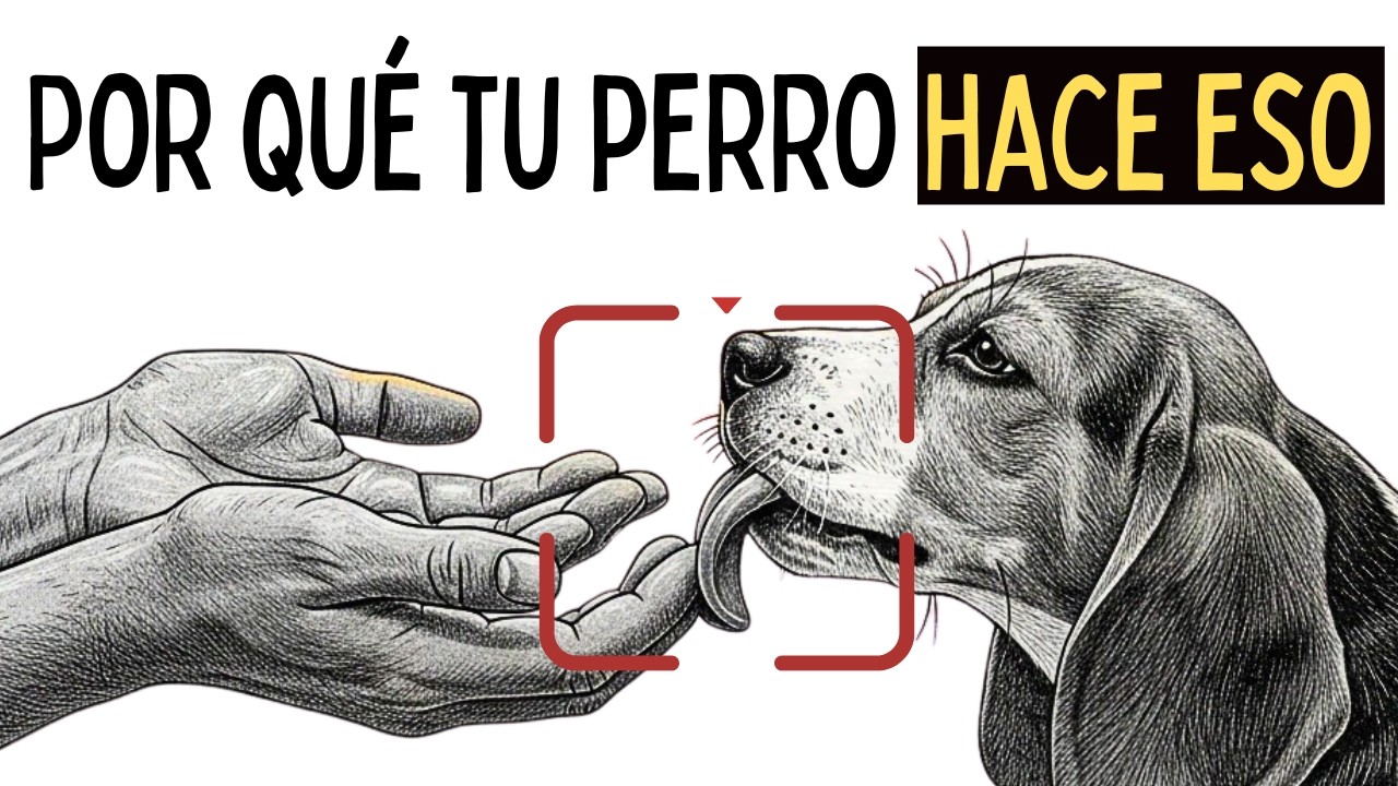 Psicología de los Perros que te LAMEN las MANOS sin Parar (¿Qué están tratando de decirte?)