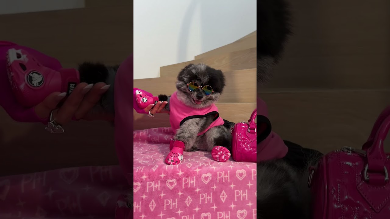 Who wants to come to my doggy mansion? 🐾