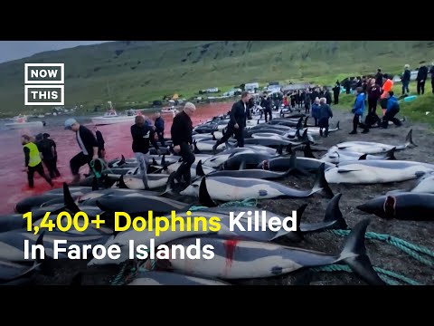 Record Number of Dolphins Killed in the Faroe Islands