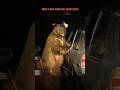 When a bear finds your snack stash!! 🐻 #bear #wildlife #viral #short #animals