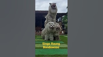 ATRAKSI CAN_MACANAN SINGO RAUNG BONDOWOSO