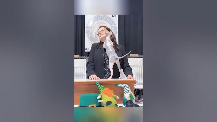 Watch the video about The best cat show #funny #petsunited #funnyanimal #pets #cat #cute