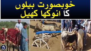 A unique game of bulls in Jhelum - Aaj News