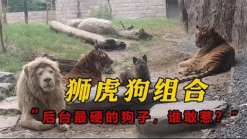 狮虎狗的组合，”后台最硬的狗子，谁敢惹？”#宠物#动物园#狮子#老虎#狗狗 - 天天要闻