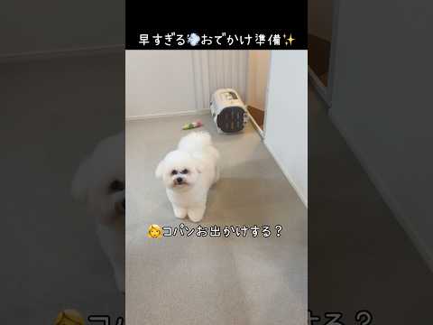 お出かけ大好き💕準備早すぎて笑😂【ビションフリーゼ】【コパン】