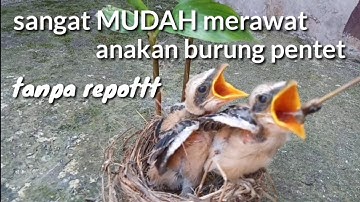 CARA MERAWAT ANAKAN BURUNG CENDET/PENTET YANG MASIH LOLOHAN SUPAYA BAGUS PERTUMBUHANNYA DAN SEHAT