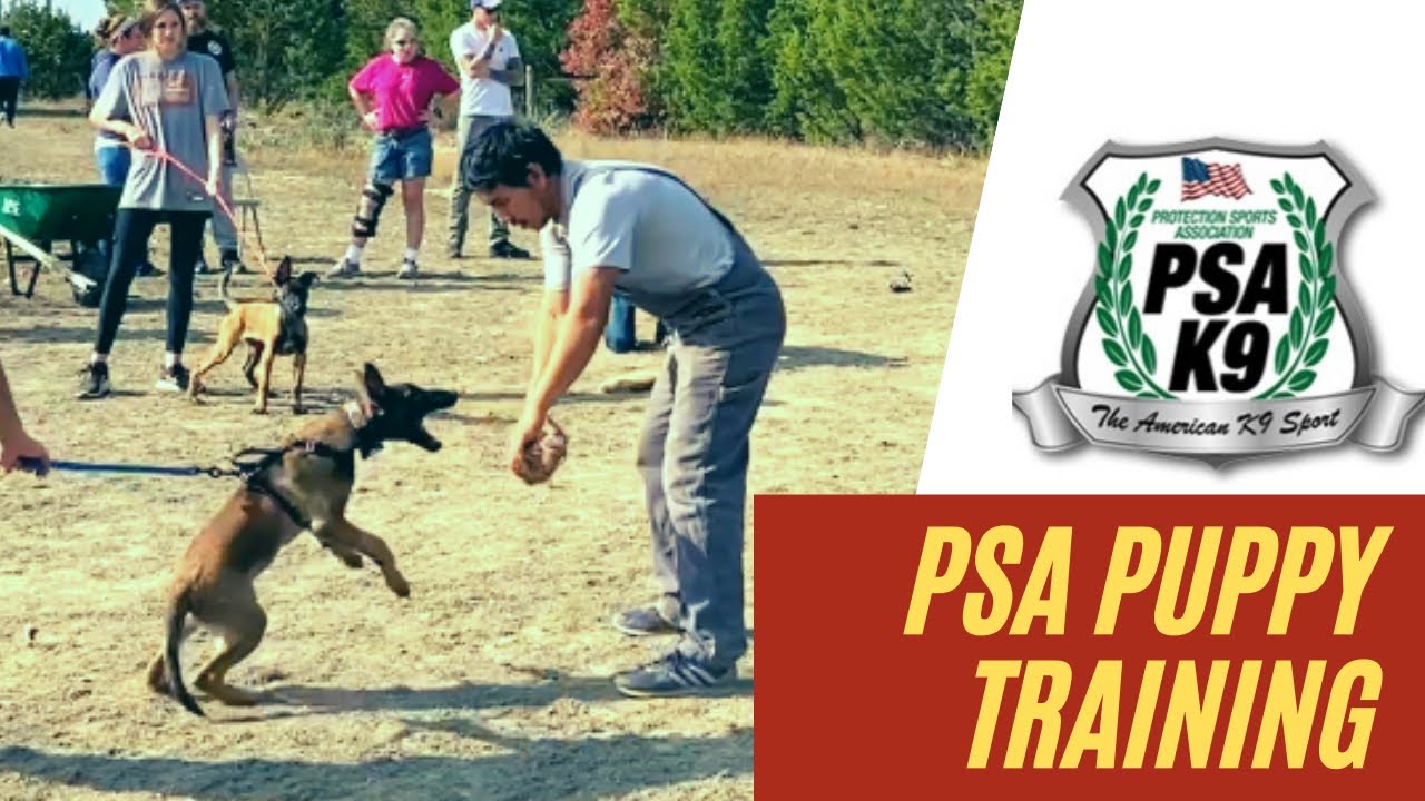 PSA Puppy Training YouTube