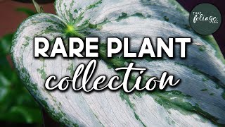 Rare Indoor Plant Collection