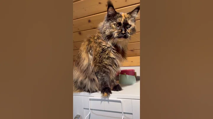 Video 10988061: coon cat meowing maine, cute maine coon cat, food mainecoon