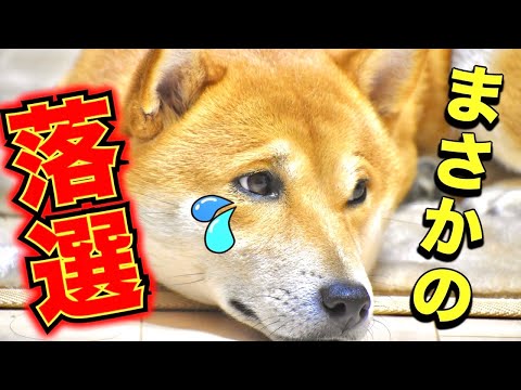 柴犬こむぎはクリスマスに身体を温める【あるじNOステップ】