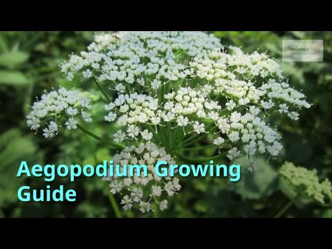 Видео: Аегоподиум бишопын хогийн ургамлыг ургуулах нь: Ууланд цас арчлах зөвлөмжүүд