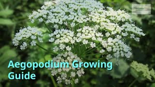 Aegopodium Plant Growing Guide  - All You Need to Know to Get Started -  by Gardener's HQ