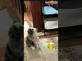 Puppy Training Day… From Chaos to Good Boy 🐶😂