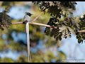 Parenting care of paradise flycatcher, feed, nesting with chicks - amazing slow motion | Wildstep