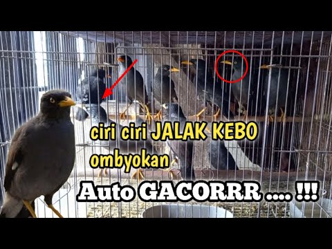 Video: Bagaimana Memilih Nama Panggilan Untuk Burung Beo