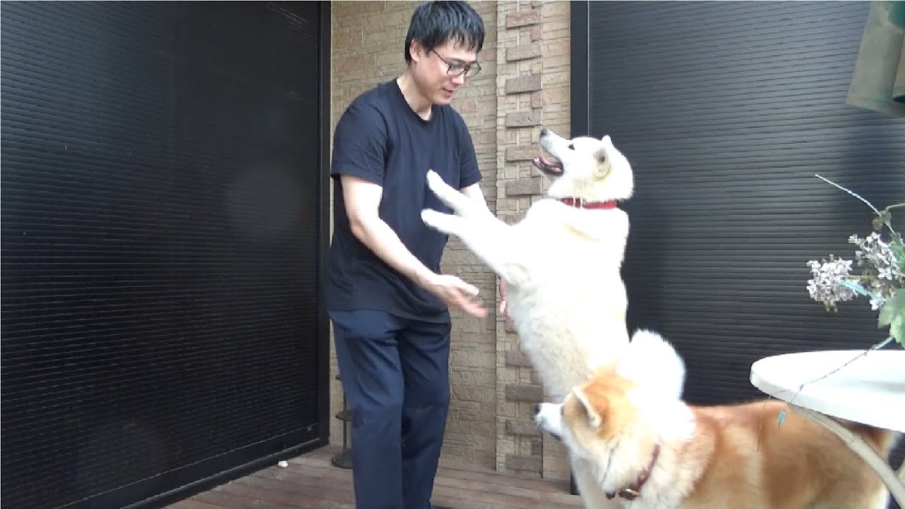 I tried playing with the dogs! - YouTube