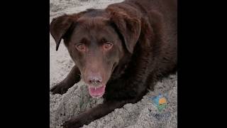 Pender County Tourism introduces Bailey the dog!