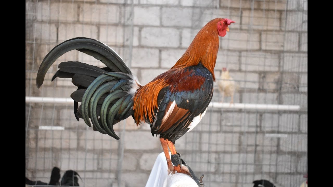 Como hacer crecer rapido los pollos