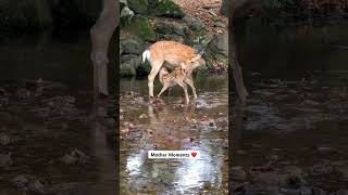 Mother deer mother beautiful unreal nature amazing motherhood