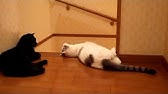 くるねこ くるねこ