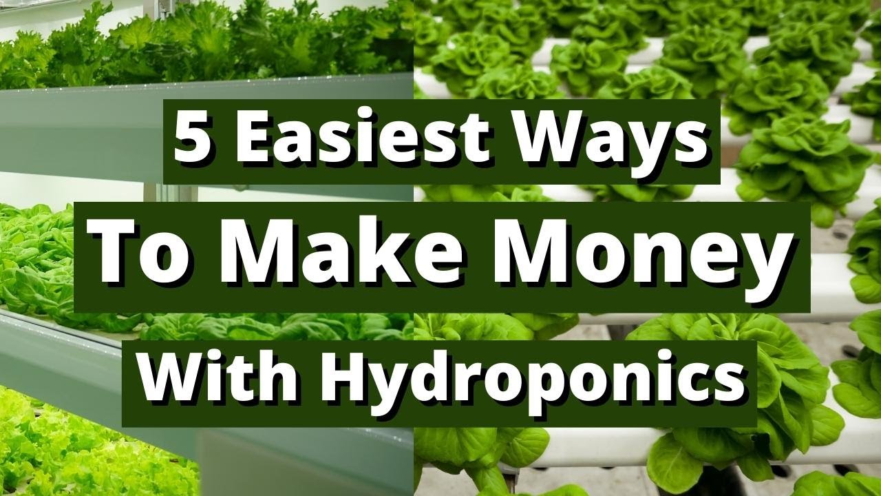 5 Easiest Ways To Make Money With Hydroponics Not Selling Plants YouTube 5-easiest-ways-to-make-money-with-hydroponics-not-selling-plants-youtube