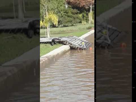 Video: Sorpresa por la presencia de un lobito de río en Rio Capitán