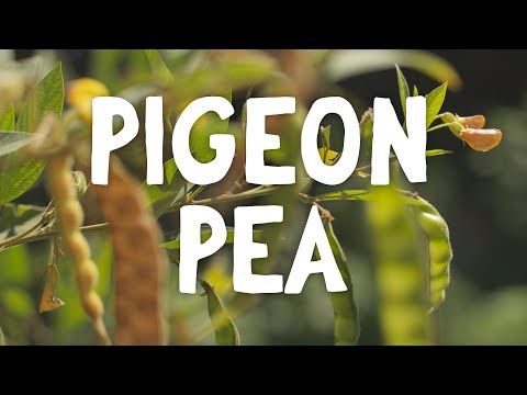 Video: Pleje af dueærter - Find ud af dyrkningsbetingelserne for dueærter