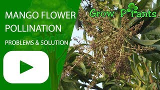 Mango flower - pollination problems and solution