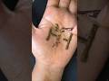 Name mehandi art #mehndi #youtubeshorts #trending #mehndidesign #simplemehndi #easymehndi #mehandi