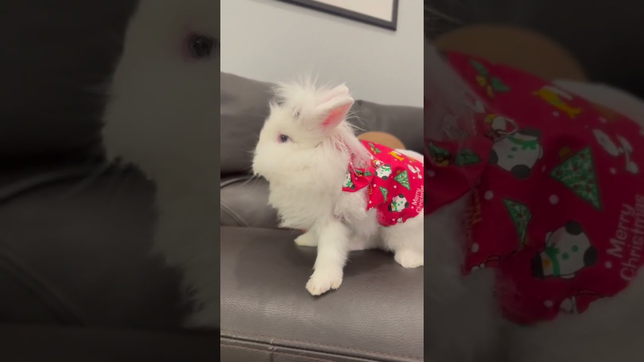 Like my hairpin? Fluffy bunny LeLe shows off her new hairpin. 