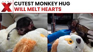 World News: Baby Monkey at Mexican Zoo Bonds Adorably With Plush Toy Companion | Latest News | NewsX screenshot 3