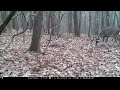 Rut Reel 2020 PA Trail Cam Footage Bucks Chasing Scraping Sparring Browning Spec Ops Recon Force FHD