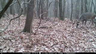 Rut Reel 2020 PA Trail Cam Footage Bucks Chasing Scraping Sparring Browning Spec Ops Recon Force FHD