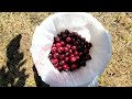 Cherry Picking At Crane Orchards