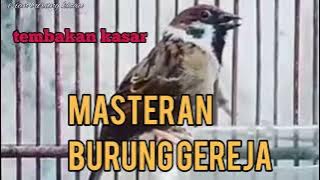 Download masteran suara burung gereja tarung mp3